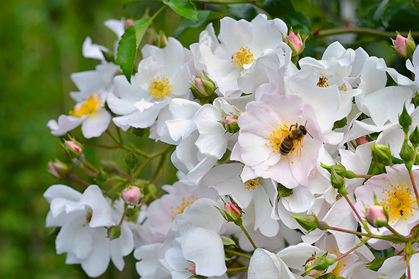 Insektenfreundliche Rosen