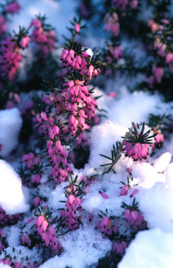 Schneeheide