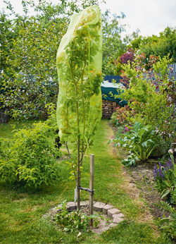 Fruchtschutz-Minibaum