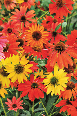 Echinacea ‘Cheyenne Spirit’