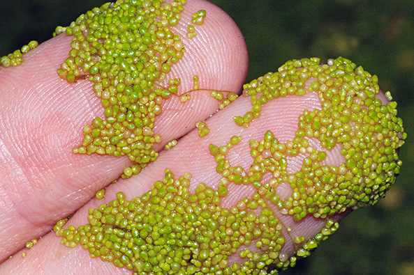 Zwergwasserlinsen