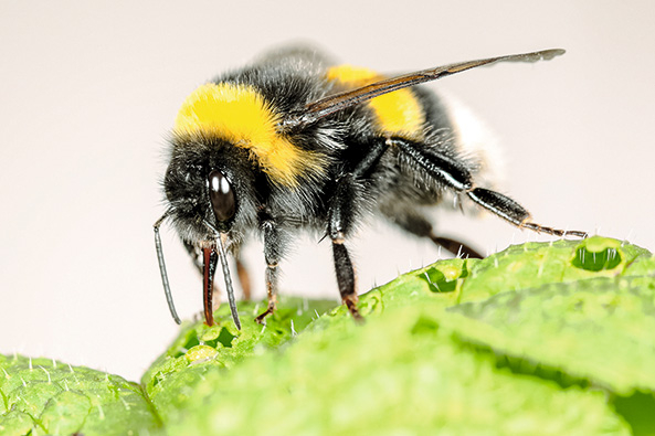 Hummel
