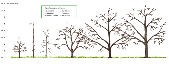 Wuchsformen beim Apfelbaum