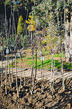 Gartenbaumschulen