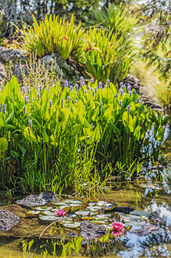 Wasser Im Garten