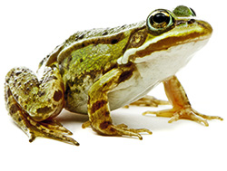 Frosch