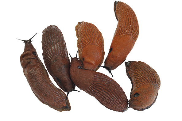 Spanische Wegschnecke