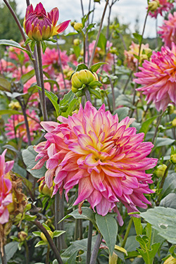 Dahlien