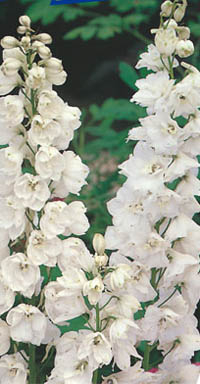 Stauden-Rittersporn Magic Fountains Pure White