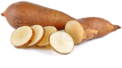 Yacon Wurzel