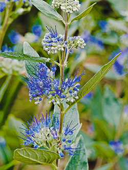 Bartblume ‘Heavenly Blue’