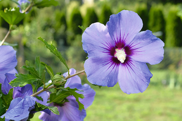 Hibiskus ‘Blue Bird’