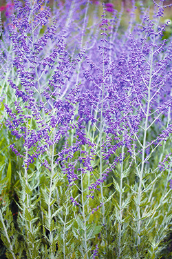 Blauraute ‘Blue Spire’