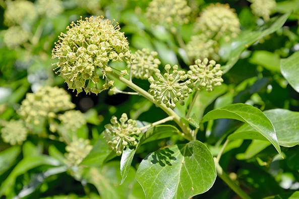 Strauch-Efeu ‘Arborescens’