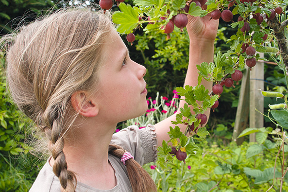 Stachelbeeren wiederentdeckt