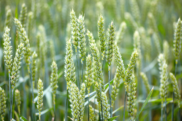 Brotgetreide anbauen