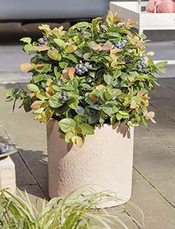 Blaubeer ‘Peach Sorbet®’