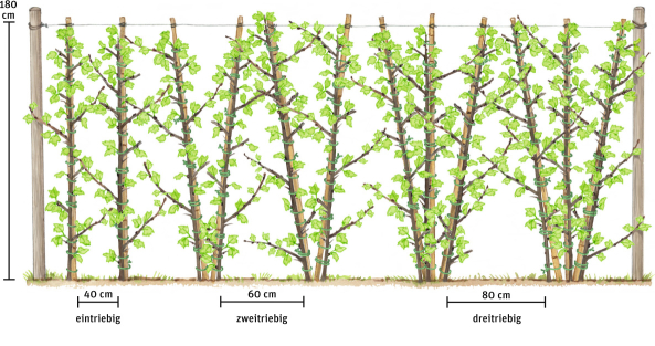 Beeren am laufenden Meter