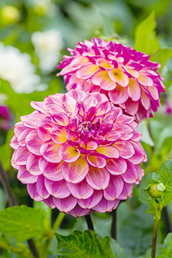 Dahlien