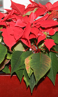 Weihnachtsstern
