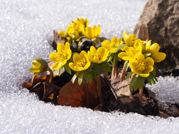 Winterlinge