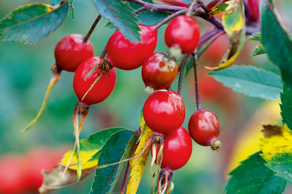 Hechtrose
