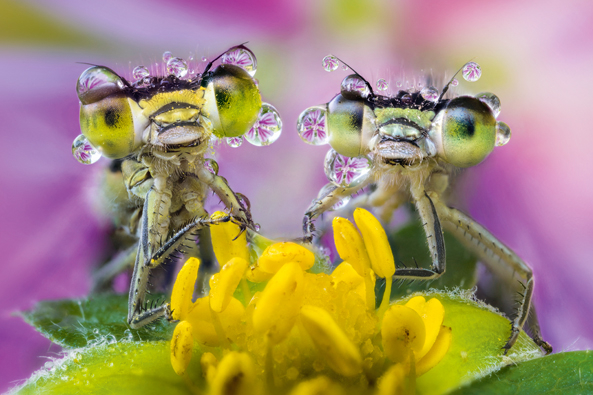 Insektensterben mit Hoffnungsschimmer