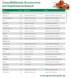 Rosensorten mit Hagebuttenschmuck