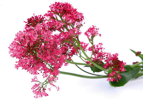 Rote Spornblume