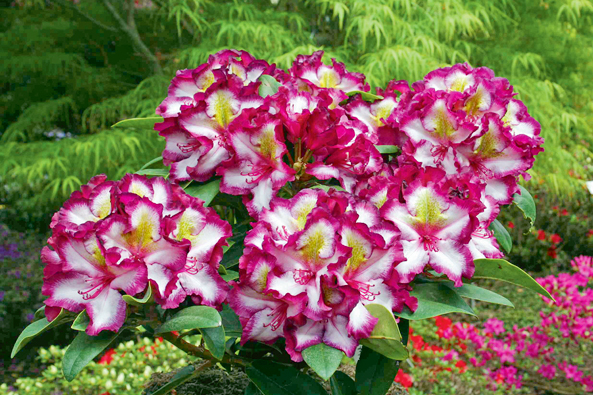 Rhododendren der Baumschule Hachmann