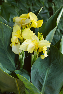 Indi­sches Blumenrohr