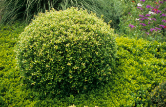 Ilex crenata