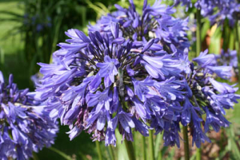 Agapanthus 'Septemberhemel'