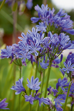 Agapanthus richtig überwintern