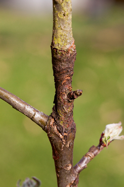 Obstbaumkrebs