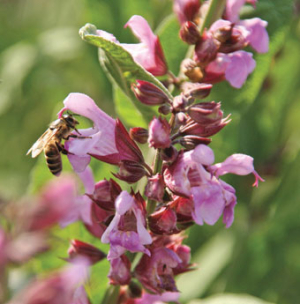 Bienen werden nicht geschädigt