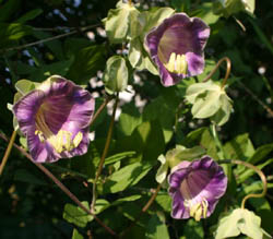 Glockenrebe (Cobaea scandens)