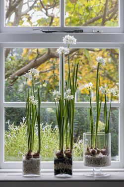 Blütenduft aus Blumenzwiebeln