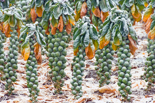 Frost notwendig?