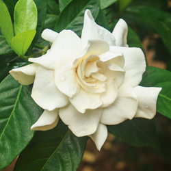 Gardenie