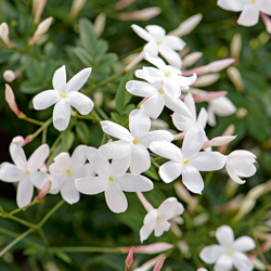 Zimmer-Jasmin