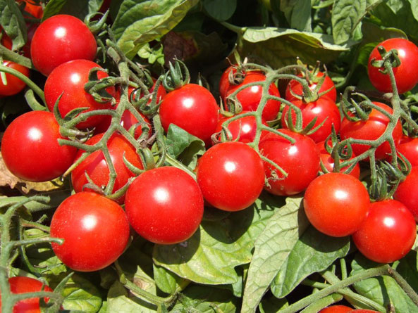 ‘Brillantino’ F1