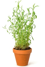 Estragon