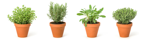 Oregano, Rosmarin, Salbei und Thymian (v.l.)