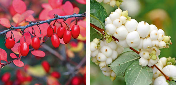 Farbvielfalt im Garten