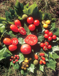 Tomatenzüchtung
