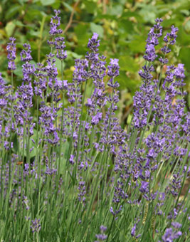 Lavendel