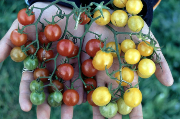 Rote Murmel und Golden Currant