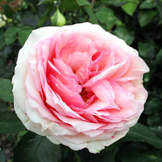 ‘Meine Rose’