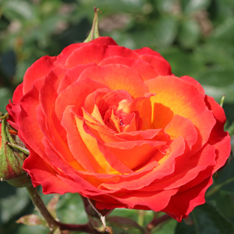 ‘Vulcano’